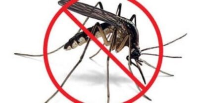 Virus West Nile là do muỗi vằn gây ra